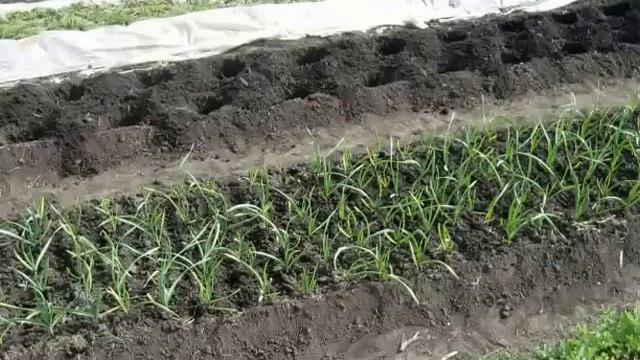 Борьба с пыреем в согласии с природой смотреть онлайн