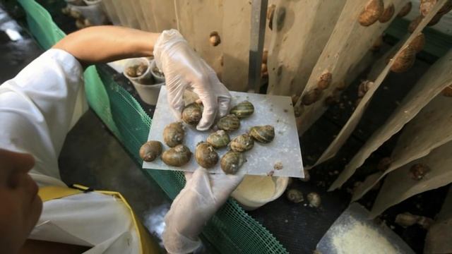 Разведение виноградных улиток. Бизнес идея смотреть онлайн