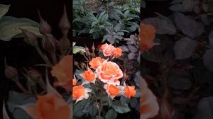 Роза Алегрия( спрей-роза,флорибунда)июль 2020