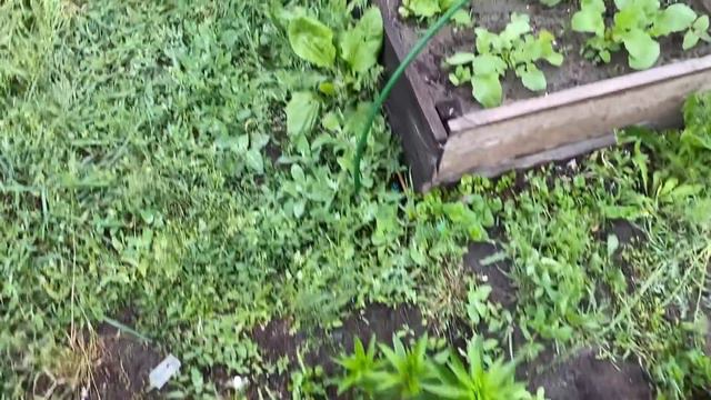 МОЙ ОГОРОД прогулка под ДОЖДЁМ смотреть онлайн