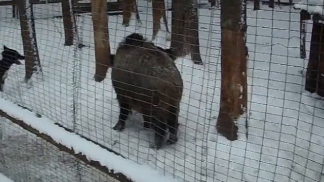 Альф, Айса 9мес работа по кабану смотреть онлайн