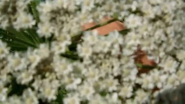 Борщевик как медонос