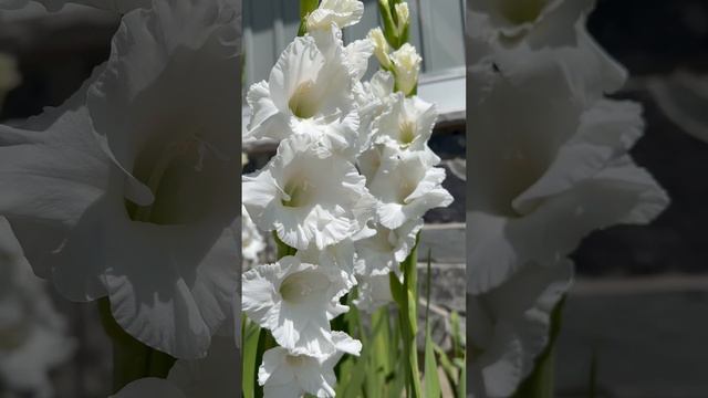 #BeautifulFlower #Purity смотреть онлайн