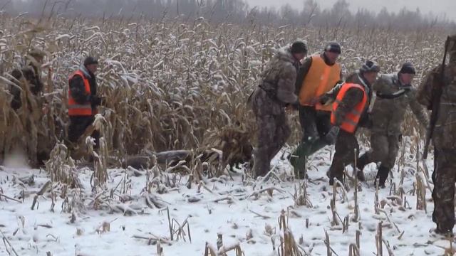 Результат загонной охоты 30.11.2014 смотреть онлайн