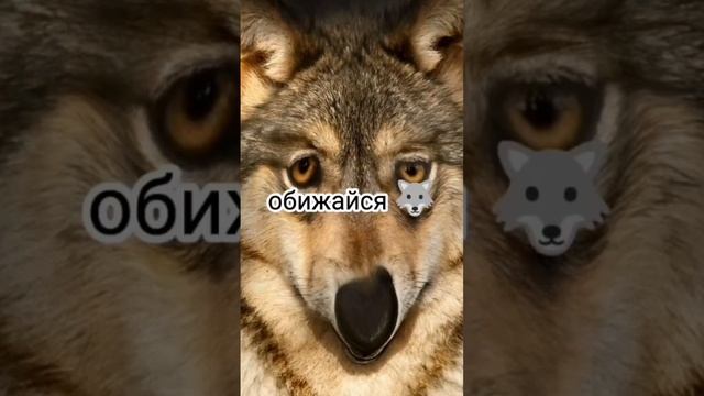 #мем #реки #волк #цитаты мой тг канал-@kapusta_228_sus смотреть онлайн