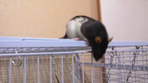 Как проходят вечера в изидоме / Сбежала крыса / Хомки гуляют / Ккот смешно спит / Alisa Easy Pets