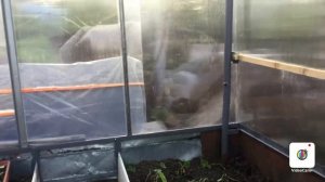 Односкатная теплица