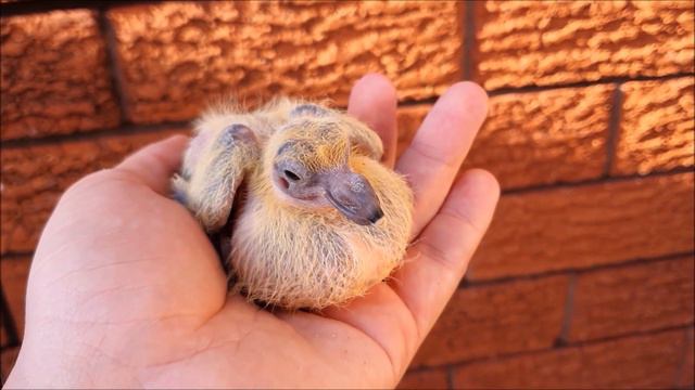 Why this Pigeon is not a Tiger Grizzle смотреть онлайн