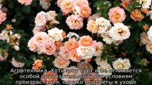 Роза Четыре сезона