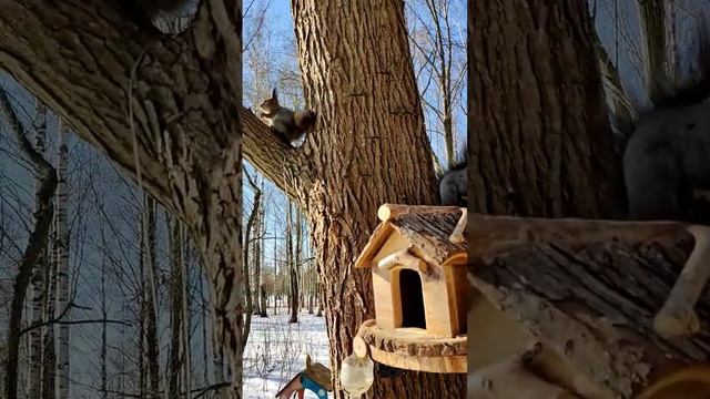 черная белочка #animals #белочка #love #животные #squirrel смотреть онлайн