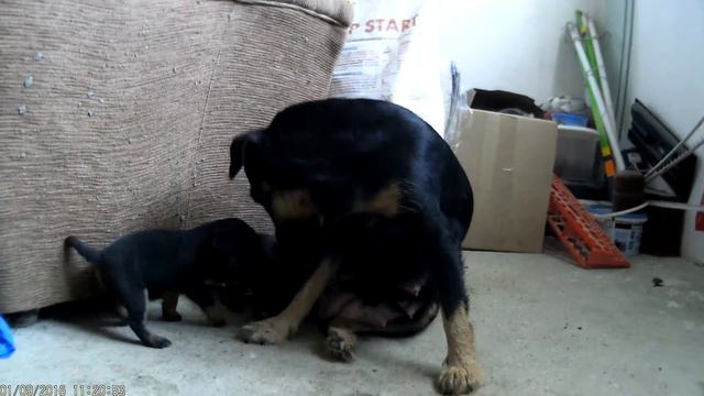 Мамка дай соснуть