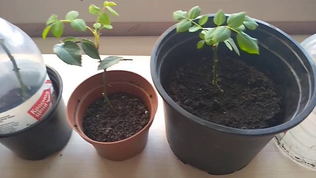 РОЗЫ ИЗ ЧЕРЕНКОВ . МОИ ОШИБКИ.