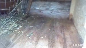 Маточник для кроликов