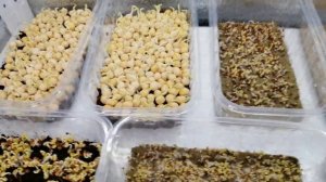 ?????МИКРОЗЕЛЕНЬ. КАК БОРОТЬСЯ С ПЛЕСЕНЬЮ, КАК ОТЛИЧИТЬ ПЛЕСЕНЬ ОТ...