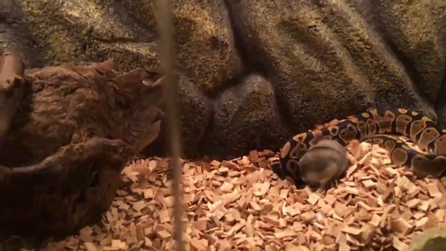 Кормление королевского питона / python feeding смотреть онлайн