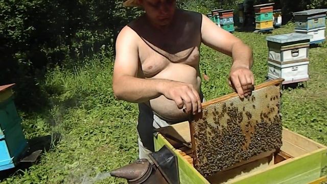 КАРПАТСКАЯ ПОРОДА - ОСОБЕННОСТИ.mp4