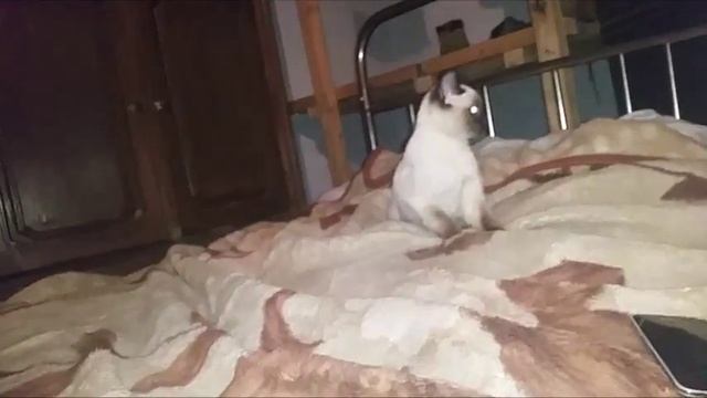 Андрей Мисин - Пришли лихие времена (прикол с кошками) смотреть онлайн