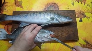 Как отличить судака от берша