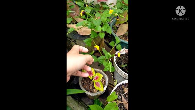 bunga torenia kuning смотреть онлайн