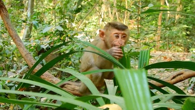 Nori Couldn’t Escape From Rojo, Why King Rojo Playing Like This Act? Okay Nori? смотреть онлайн