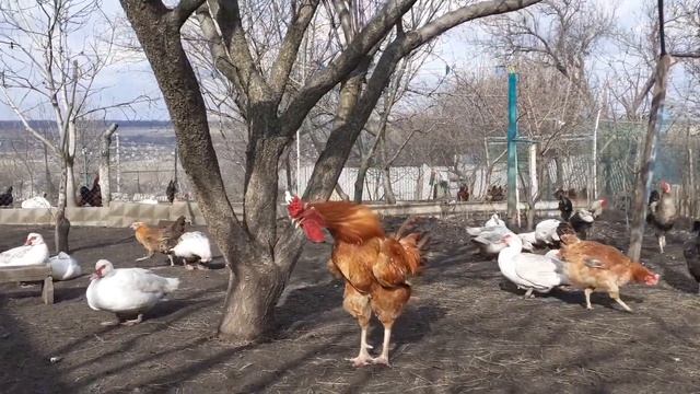 Юрловская голосистая прошлогодний сентябрьский петька смотреть онлайн