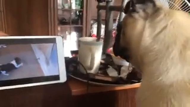 Мопс пытается помочь смотреть онлайн