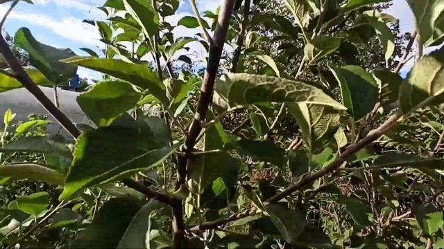 Яблоня Конфетное.Обзор сорта. Подмосковье. смотреть онлайн