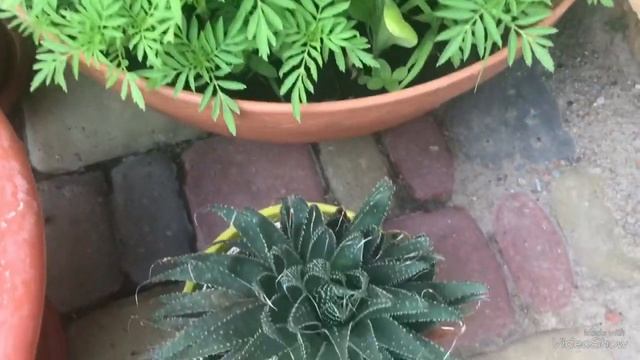 Суккулент: Хавортия, Агава или Алоэ? смотреть онлайн