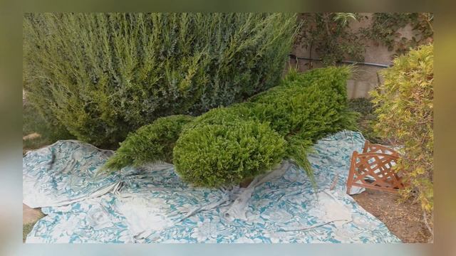 Преобразование можжевельника казацкого в саламандру. смотреть онлайн