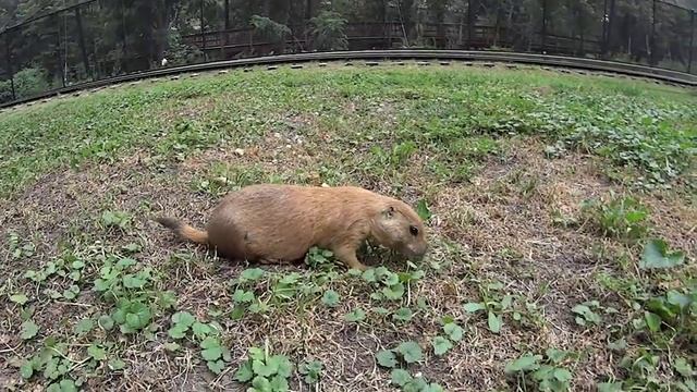 полевые собачки 2 смотреть онлайн