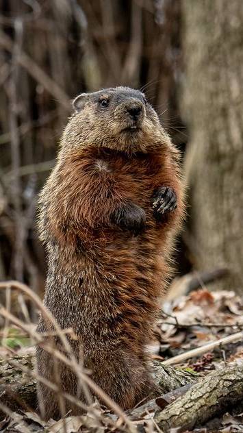 Что за лев этот тигр смотреть онлайн