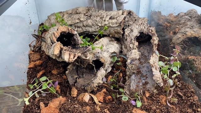 Project MINI DRAGON | Red-Eyed Crocodile Skink Breeding Project (PART 2) смотреть онлайн