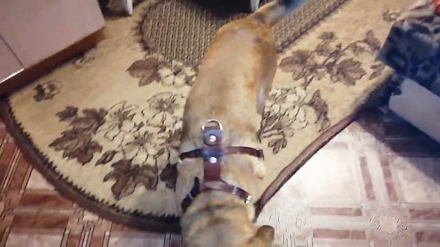 Учим Мастерить