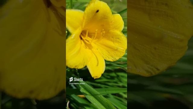 Июльские цветы в саду смотреть онлайн