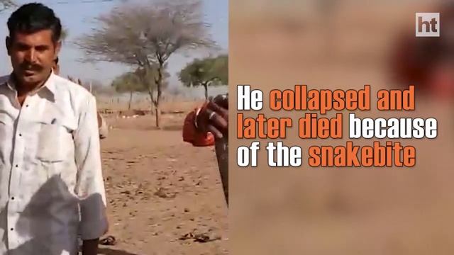 Snakebite kills man after the reptile was forcefully garlanded around neck смотреть онлайн