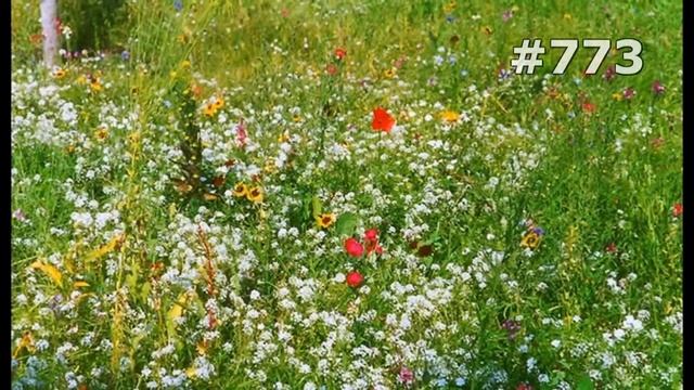 #773. Букеты - очень яркие цветы смотреть онлайн