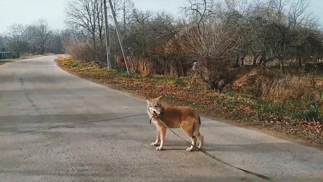 Какие тайны хранят волки? Человек и волк.Помощь Животным смотреть онлайн
