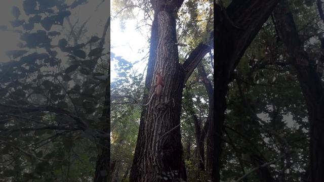 Шальные белки в парке им. Гагарина, Днепропетровск смотреть онлайн