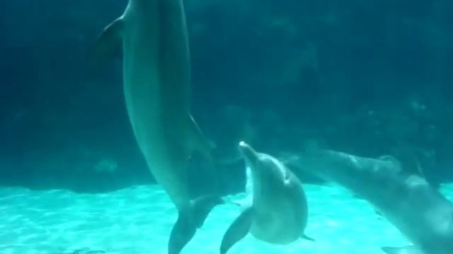 Dolphins Mating. смотреть онлайн