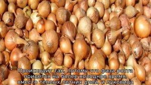 Когда сажать лук севок в Сибири