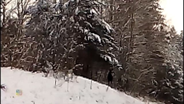 Любопытный лось - в черте города смотреть онлайн