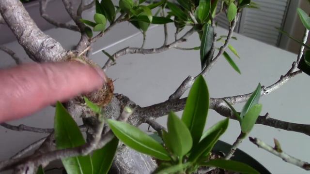 Willow Leaf Ficus Pruned And Wired. Ficus Salicaria