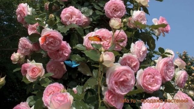 Роза плетистая Пьер де Ронсар ? обзор: как сажать, саженцы, крупномеры розы Пьер де Ронсар