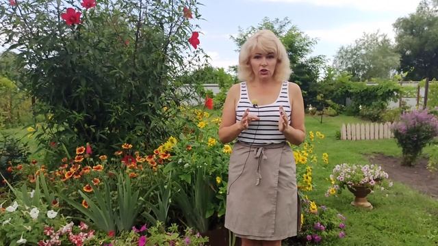 ГИБИСКУС. Гибискус болотный выращивание и уход. смотреть онлайн