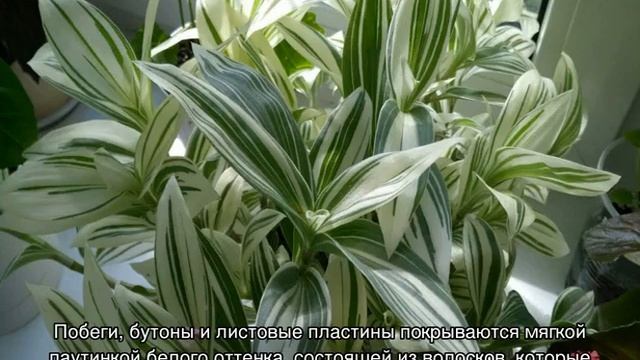 Традесканция — виды ампельных растений Андерсон, Зебрина и другие смотреть онлайн