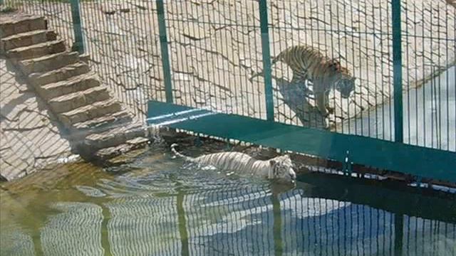 Наш любимый зоопарк, часть 5 смотреть онлайн