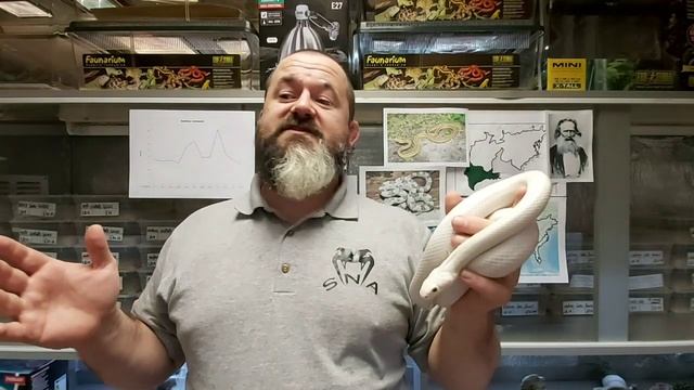 S'N'A Introducing Series: Episode 42 - Texas Rat Snake (Pantherophis obsoletus lindheimeri) смотреть онлайн
