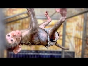 Люся, Степашка и Манечка готовятся ко сну, угомонилась тройка акробатов)))