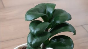 Замиокулькас мини