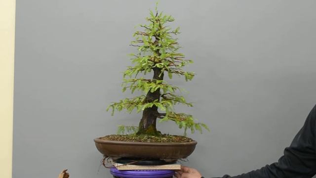 bonsai taxodium смотреть онлайн